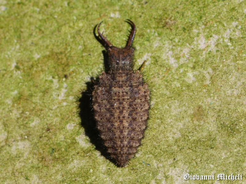 Che insetto  ??? Larva di Distoleon tetragrammicus (Myrmielontidae)